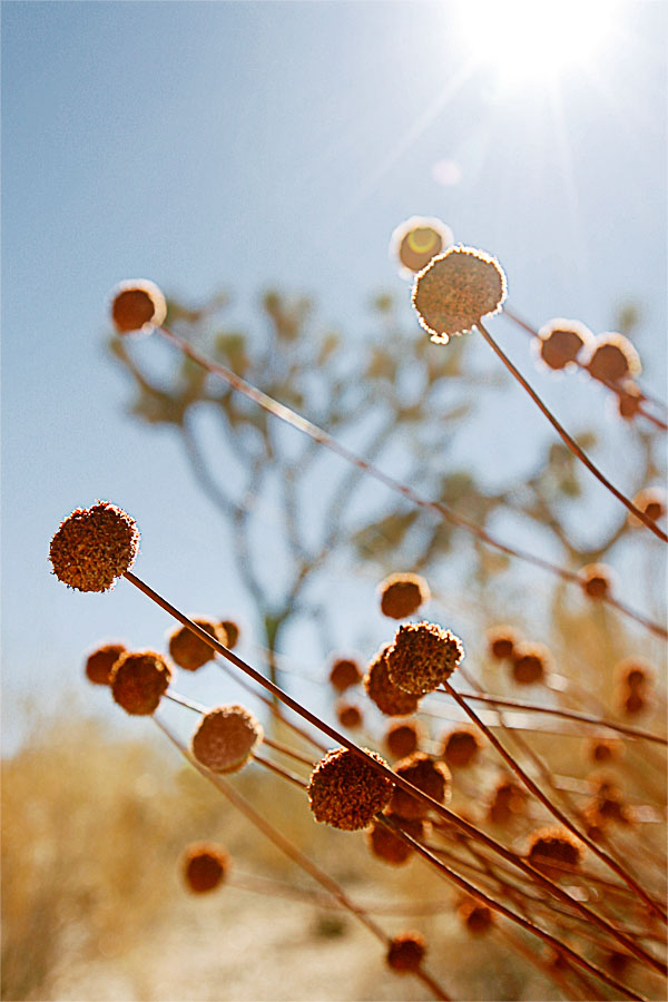 ball flowers